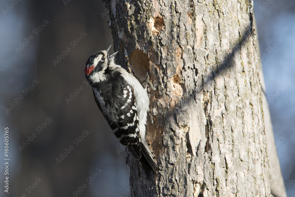 Downy woodpecker (Dryobates pubescens) Downy woodpecker (Dryobates pubescens)