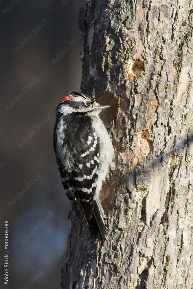 Downy woodpecker (Dryobates pubescens) Downy woodpecker (Dryobates pubescens)