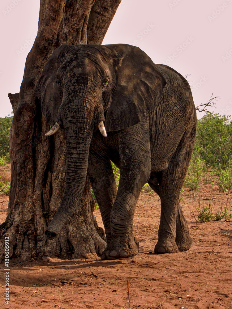 Fototapeta premium Botswana
