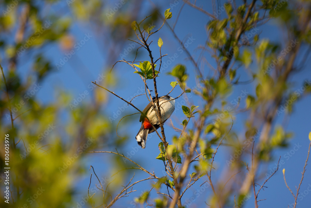 Red whiskered Bulbul Bird on Tree Red whiskered Bulbul Bird on Tree
