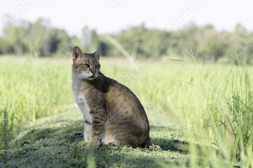 Cats sit in the morning sun in the field.