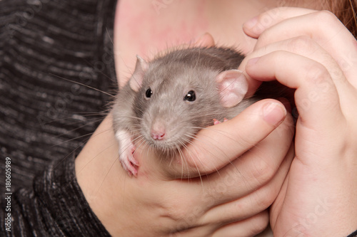 Beautiful young woman holds rat in her hands