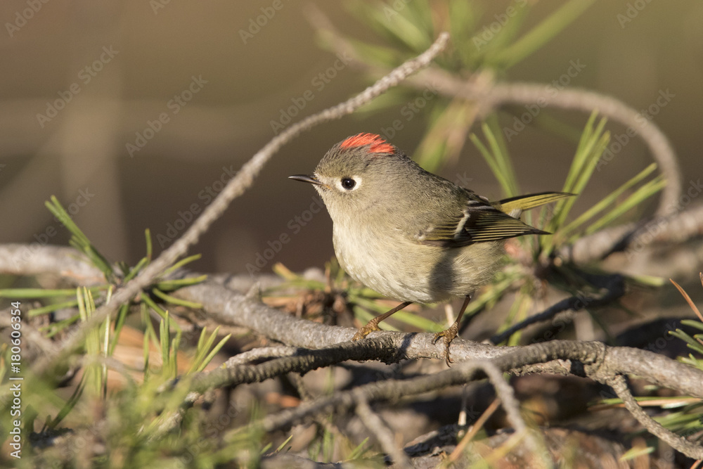Obraz premium ruby-crowned kinglet 