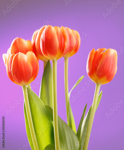Red tulips on lilac background