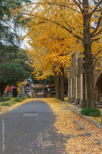 Autumn in Tokyo, Ginkgo tree and old building, Japan