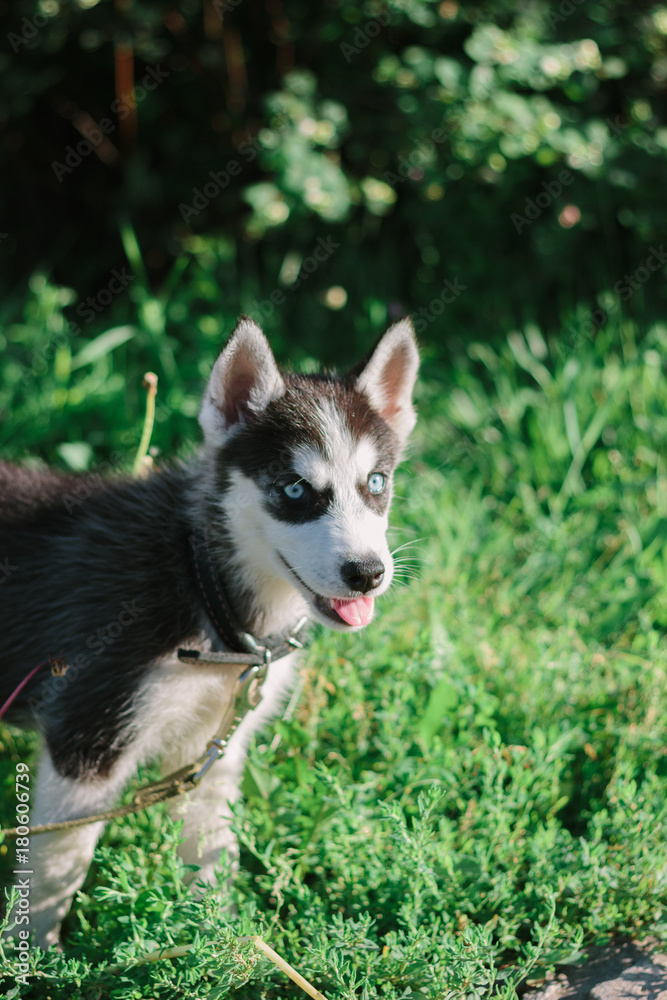 portrait of little husky dog at the green grass portrait of little husky dog at the green grass