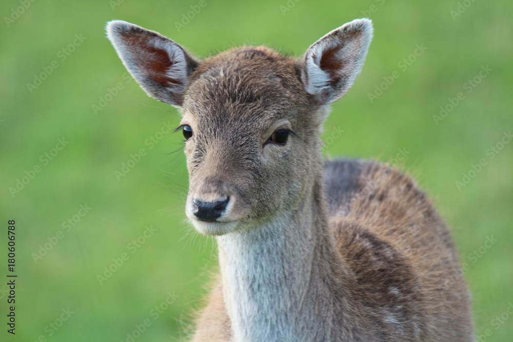 Hirsch Hirsch