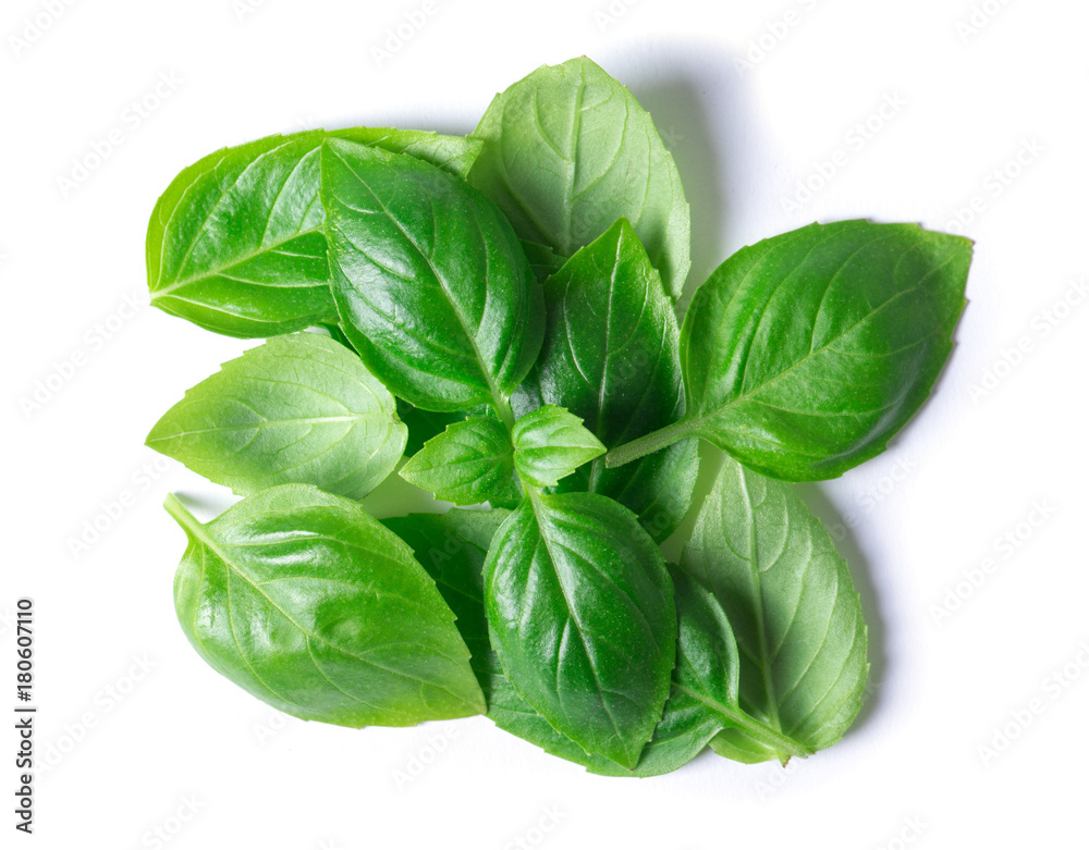 Green basil leaves