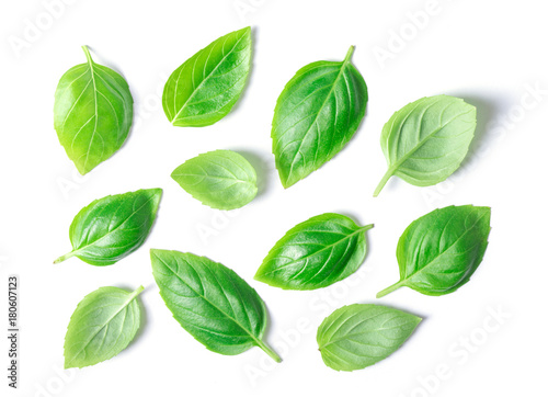 basil herb leaves © Pakhnyushchyy