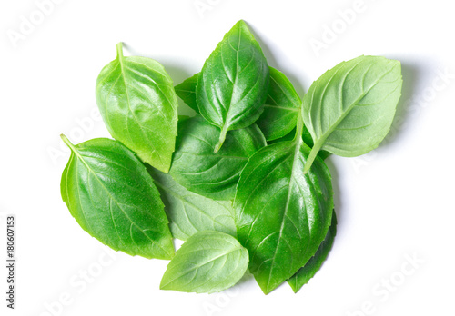 basil herb leaves