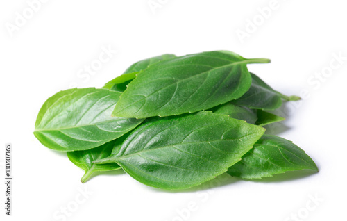basil herb leaves