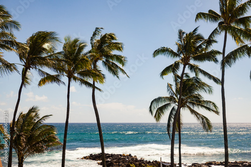 Palm trees blow in the wind off the coast of Kauai  Hawaii