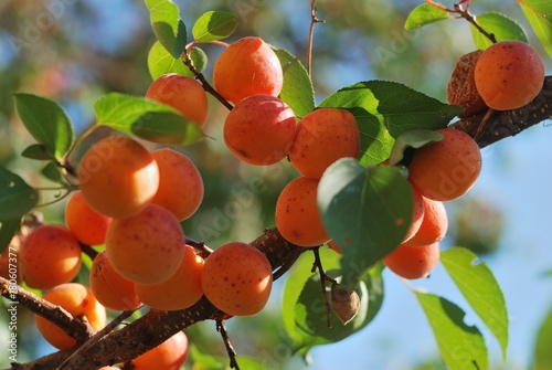 apricot