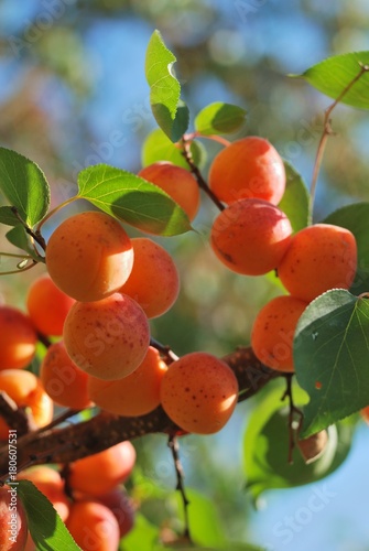 apricot