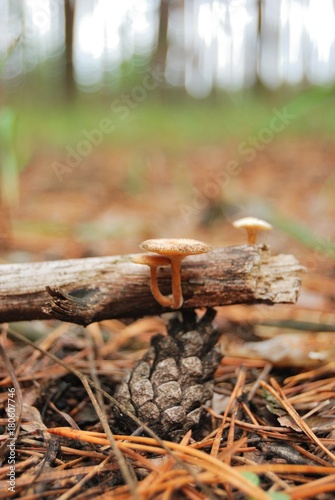 branch
