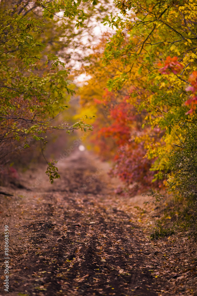 Multicolored autumn forest. A dirt road in the foliage.