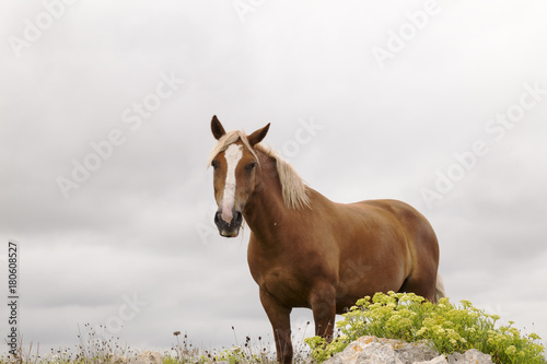 brown horse in green field under a cloudy gray sky  