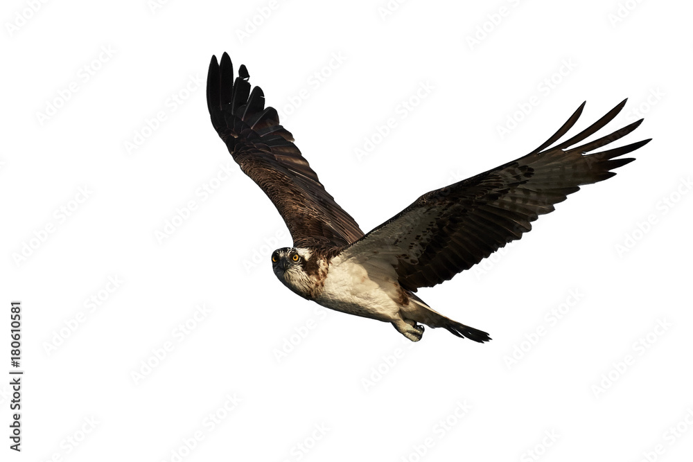 Obraz premium Osprey (Pandion haliaetus)