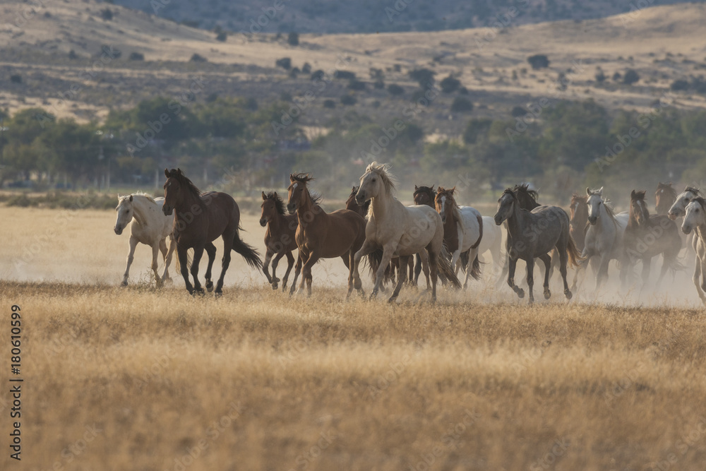 Herd of Wild Horses Running