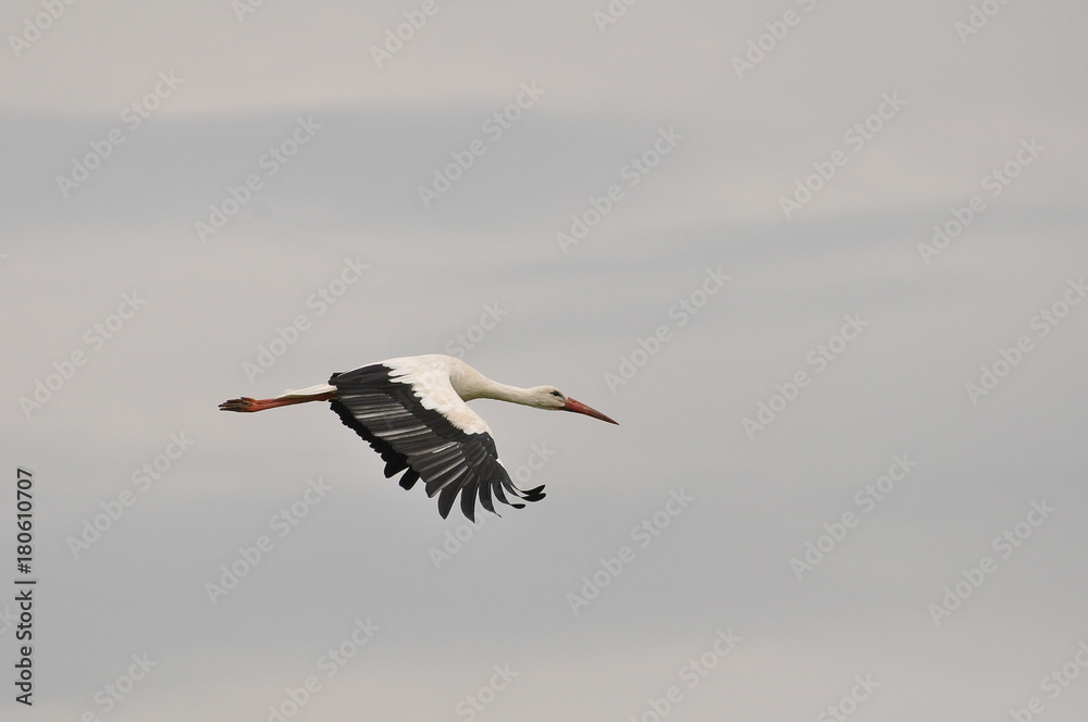 Obraz premium Bocian