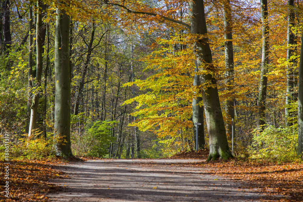Bunter Herbstwald mit Spazierweg, Bayern, Deutschland, Europa