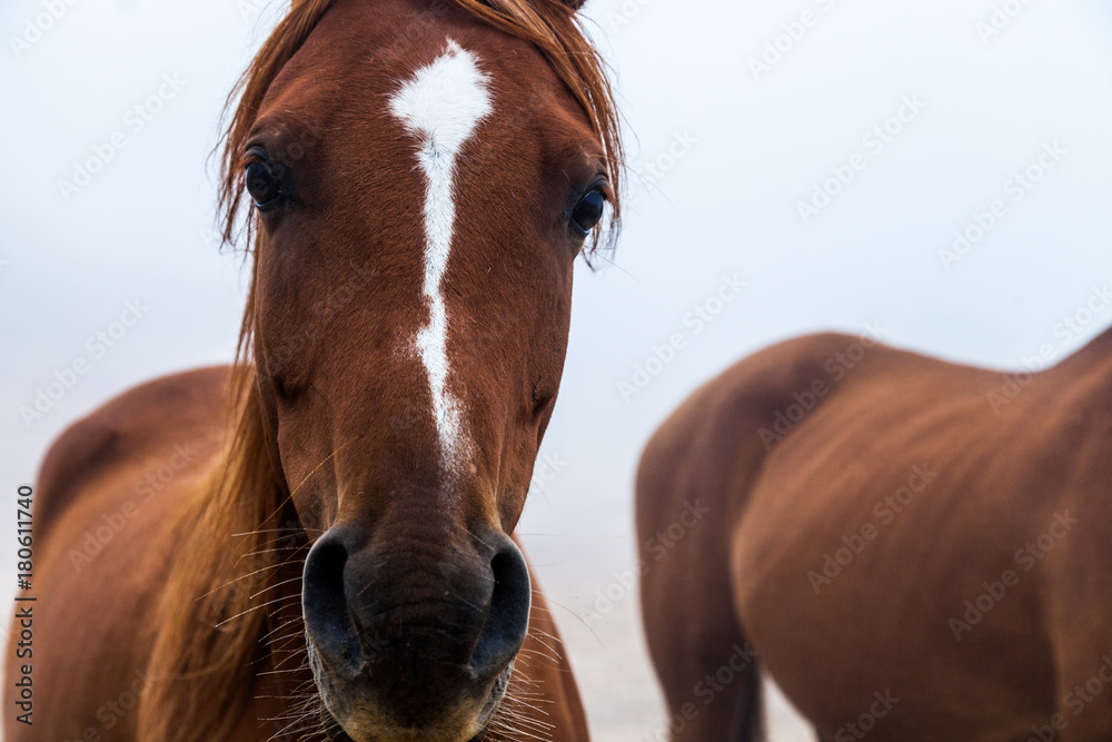 Obraz premium Close up view of brown horse