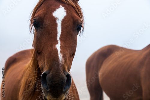 Close up view of brown horse © oriol