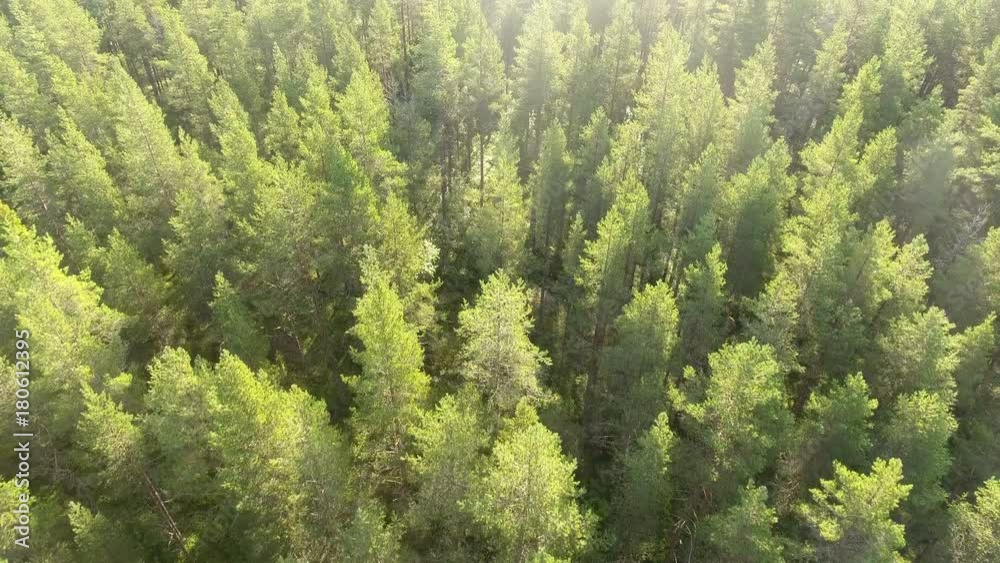Drone flying over forest in scandinavia Drone flying over forest in scandinavia