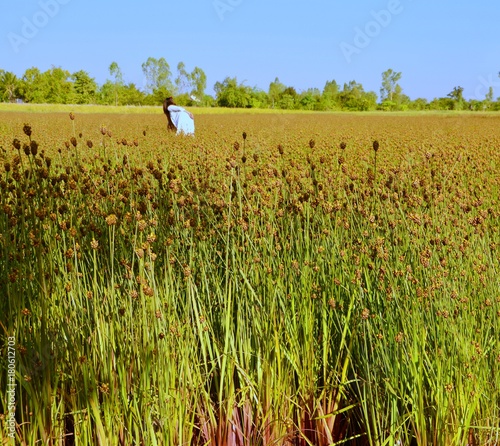 Xyridaceae field photo