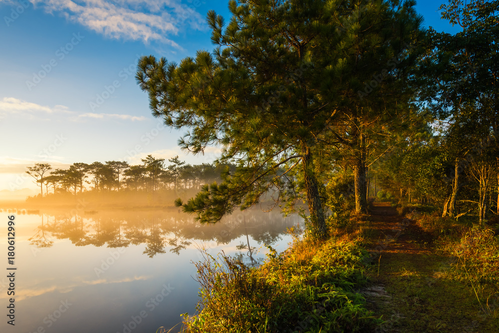 Fog rises over Marsh Lake at sunrise in Pine forest Fog rises over Marsh Lake at sunrise in Pine forest