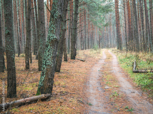 road in the woods cloudy