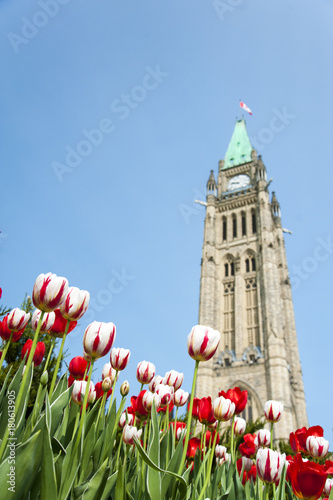 Parliament building with red and white tulips in Spring