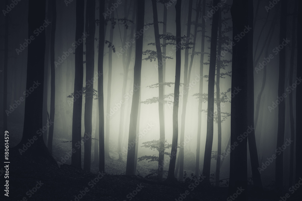 dark fantasy forest background