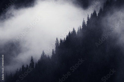 pine tree forest in fog, dark landscape