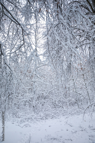 Wallpaper Mural Winter White Forest Torontodigital.ca
