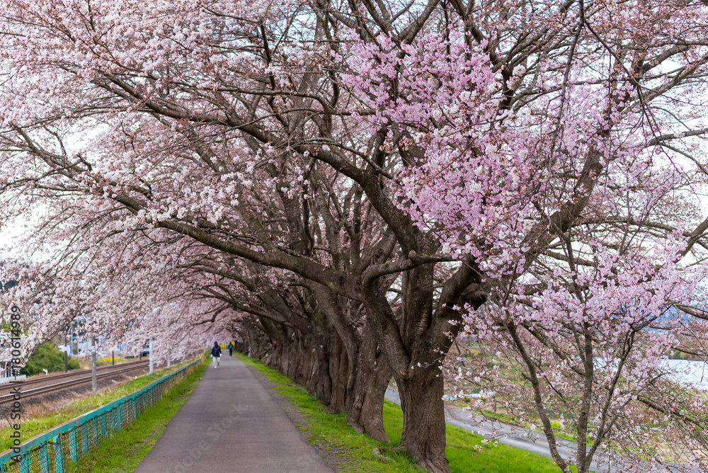 Sakura tunnel and walkway with japanese cherry blossom blooming at Hitome Senbon beside Shiroishi Riverside. Miyagi, Japan Sakura tunnel and walkway with japanese cherry blossom blooming at Hitome Senbon beside Shiroishi Riverside. Miyagi, Japan