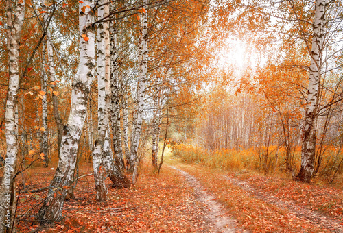 Autumn forest with yellow birches and dry herb