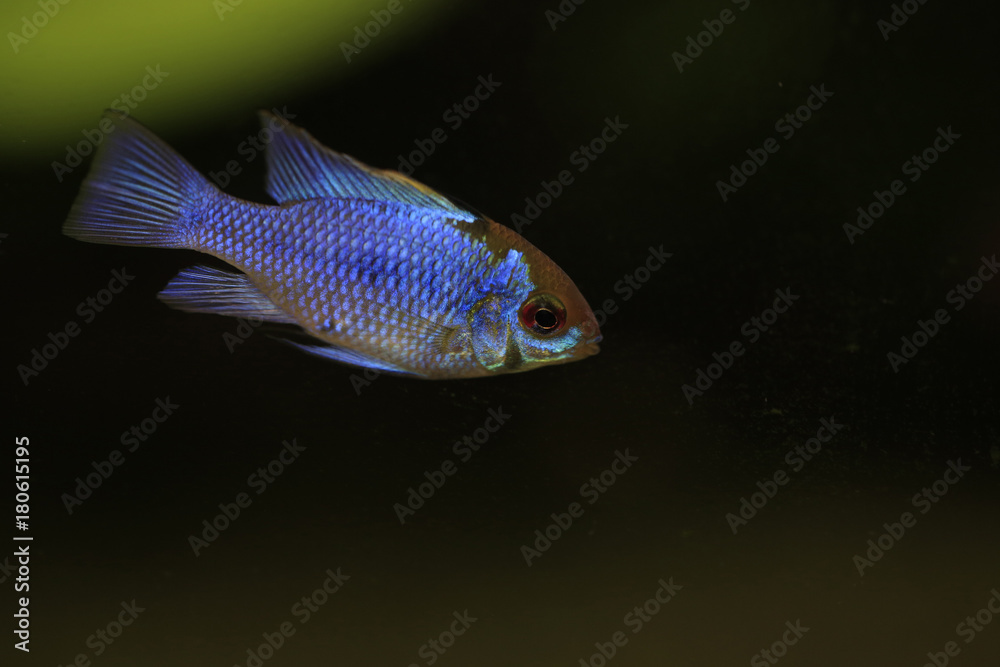 Schmetterlingsbuntbarsch, Mikrogeophagus ramirezi Schmetterlingsbuntbarsch, Mikrogeophagus ramirezi
