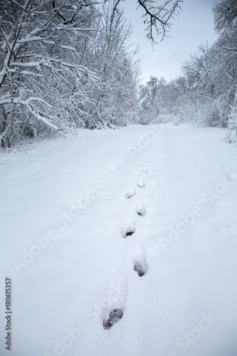 Footprints in the snow