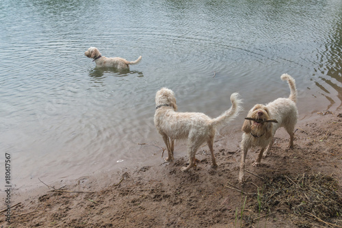 Young white wire-haired spinone italiano breed dog walking out of water of gulf of Finland and fetches the stick