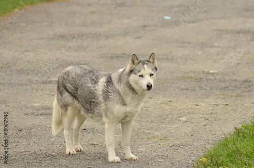 Obraz na płótnie Pies husky w salonie