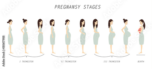 Pregnancy stages illustration.