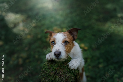 Dog Jack Russell Terrier posing in the forest