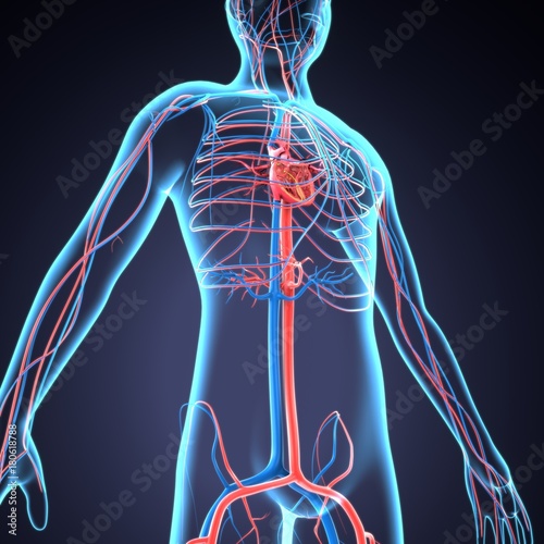 3d illustration human body nevers.human body organs. 
