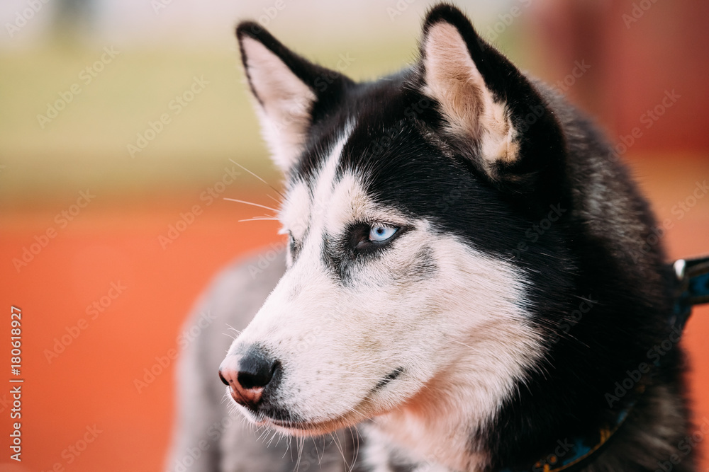 Blue-eyed Adult Siberian Husky Dog portrait