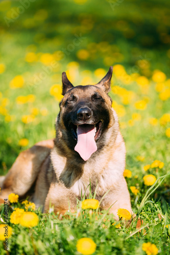 Malinois Dog Sit Outdoors In Green Grass