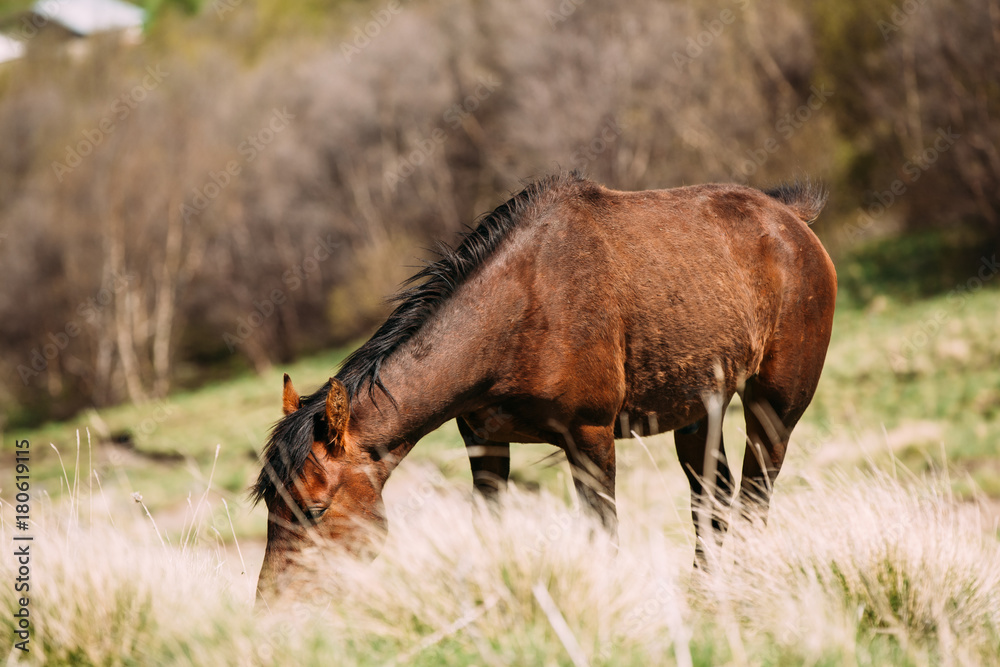 Fototapeta premium Horse Grazing On Green Mountain Slope In Spring In Mountains