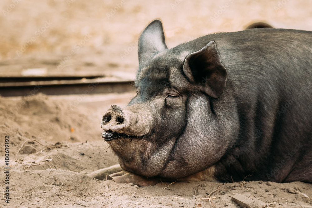 Close Up Of Household A Large Black Pig In Farm. Pig Farming Is Raising Close Up Of Household A Large Black Pig In Farm. Pig Farming Is Raising