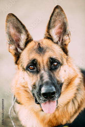 German Shepherd Dog Close Up. Alsatian Wolf Dog Or German Shepherd Dog © Grigory Bruev