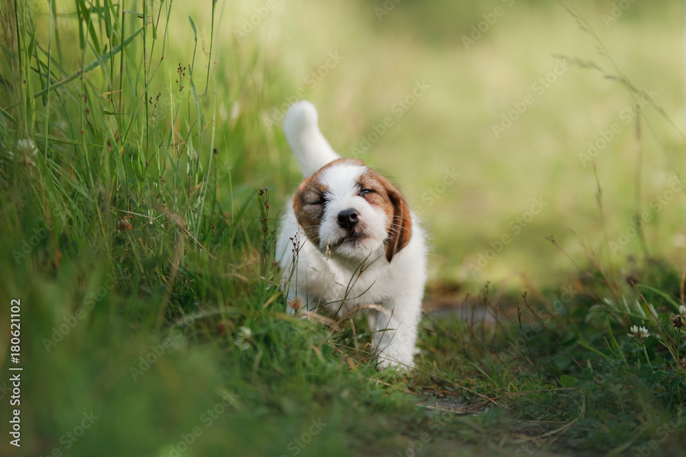Puppy Jack Russell Terrier running on the grass
